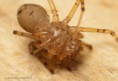 /album/scytodidae/scytodes-thoracica-sep1-m-jpg/